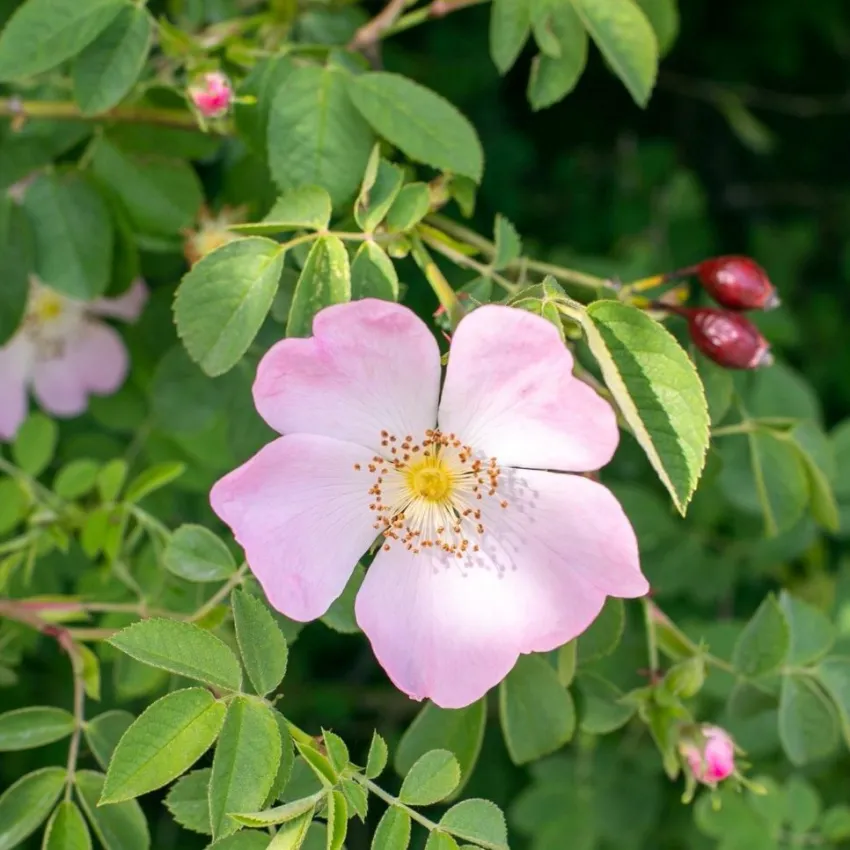 Sale Rausch Farbschutz-Conditioner mit Wildrose