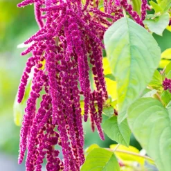 Best Rausch Repair Conditioner mit Amaranth
